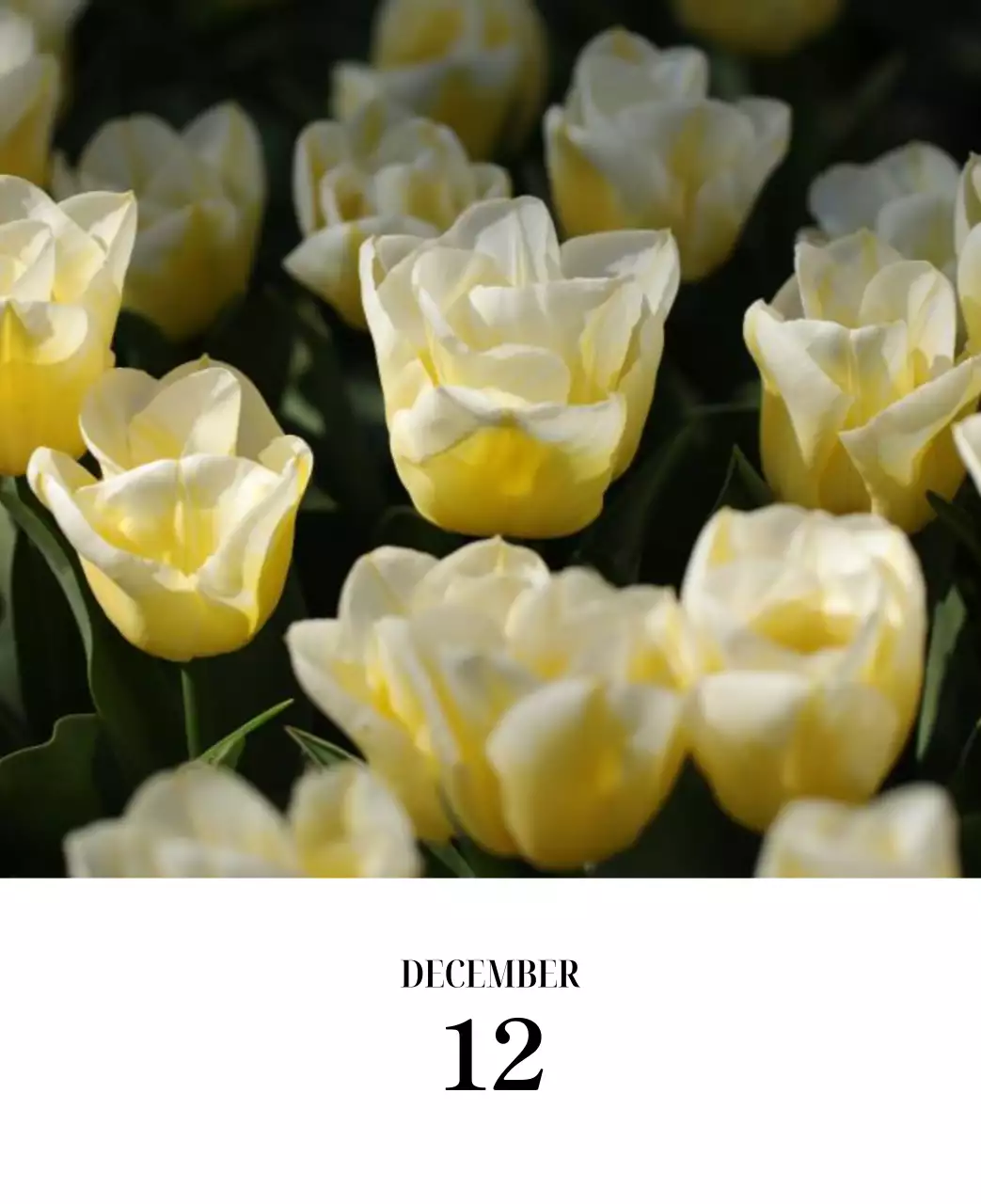 黒と白のシンプルな花写真カレンダー