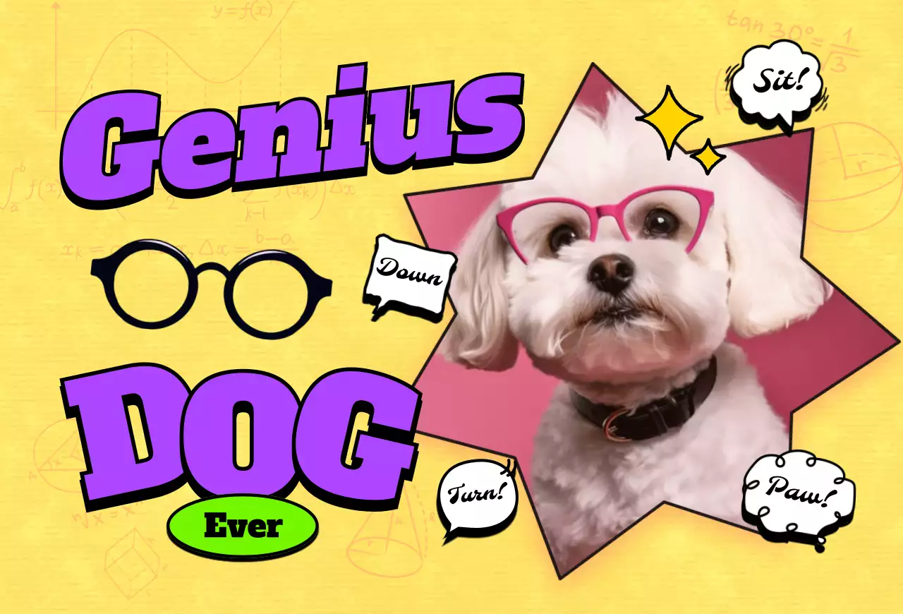 팝 반려동물 포토카드 엽서