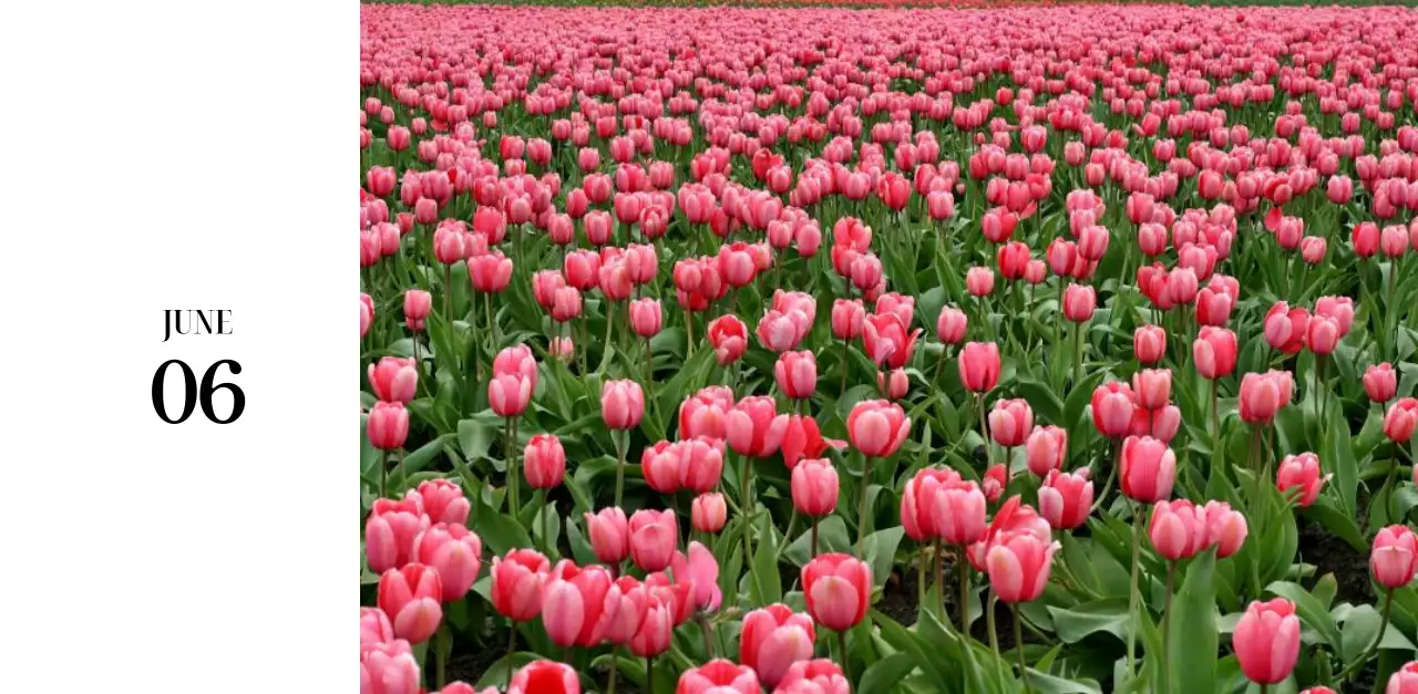 黒と白のシンプルな花写真2025年版カレンダー