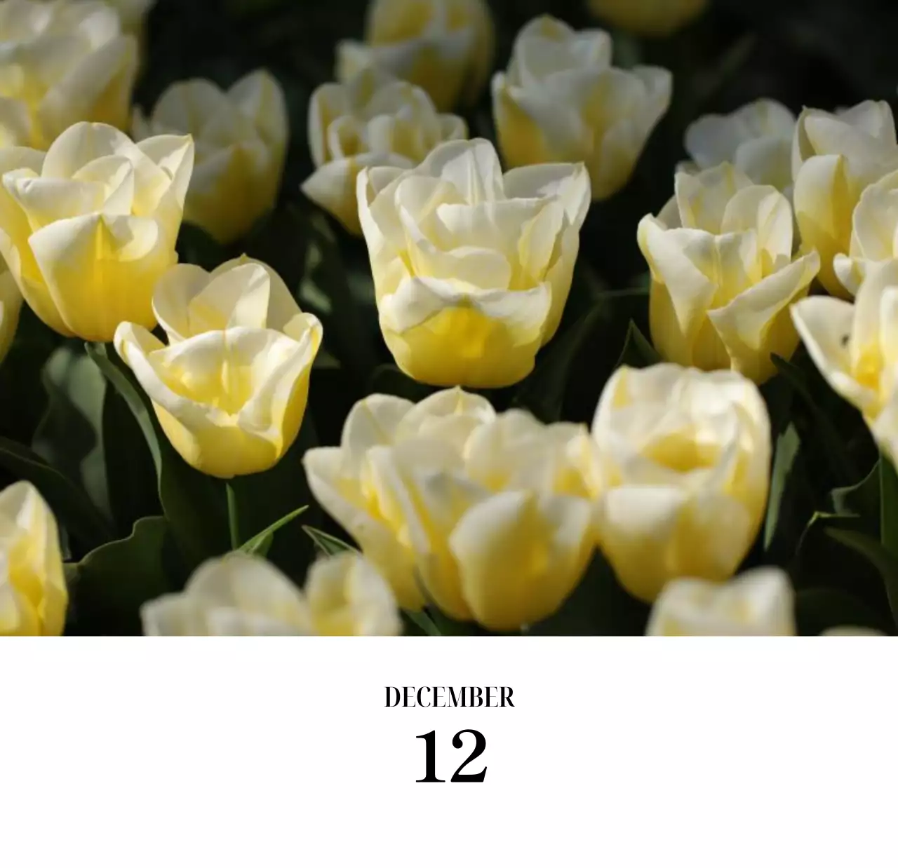 黒と白のシンプルな花写真2025年版カレンダー