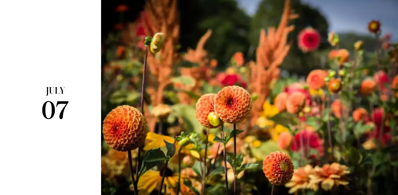 黒と白のシンプルな花写真2025年版カレンダー