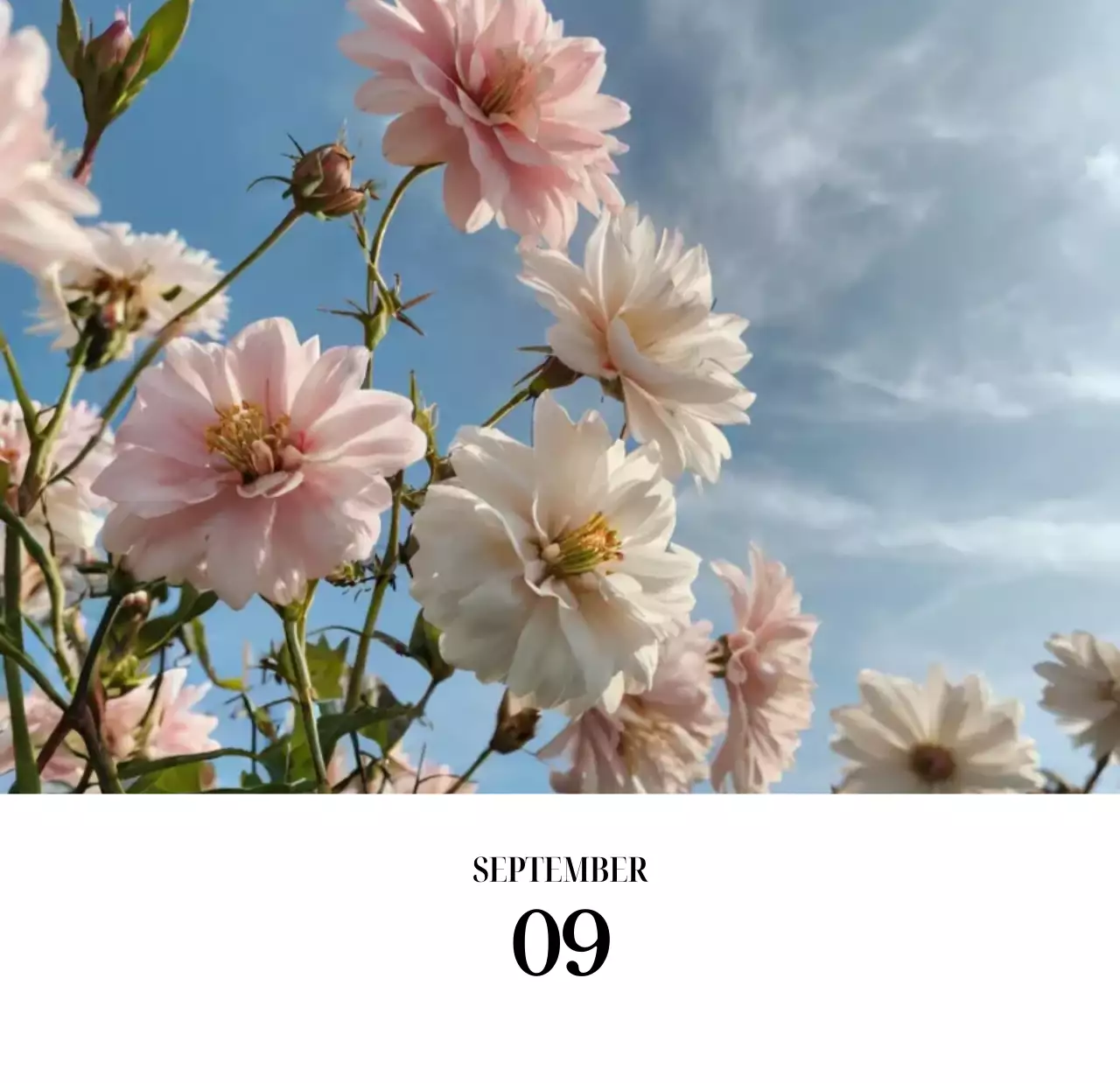 黒と白のシンプルな花写真2025年版カレンダー