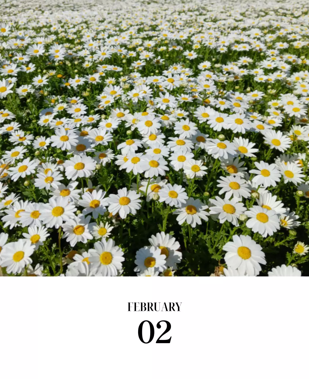 黒と白のシンプルな花写真カレンダー