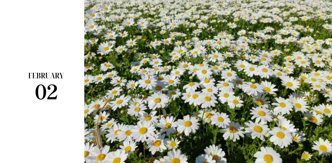 黒と白のシンプルな花写真2025年版カレンダー