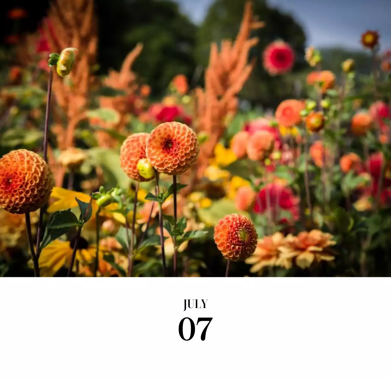 黒と白のシンプルな花写真2025年版カレンダー