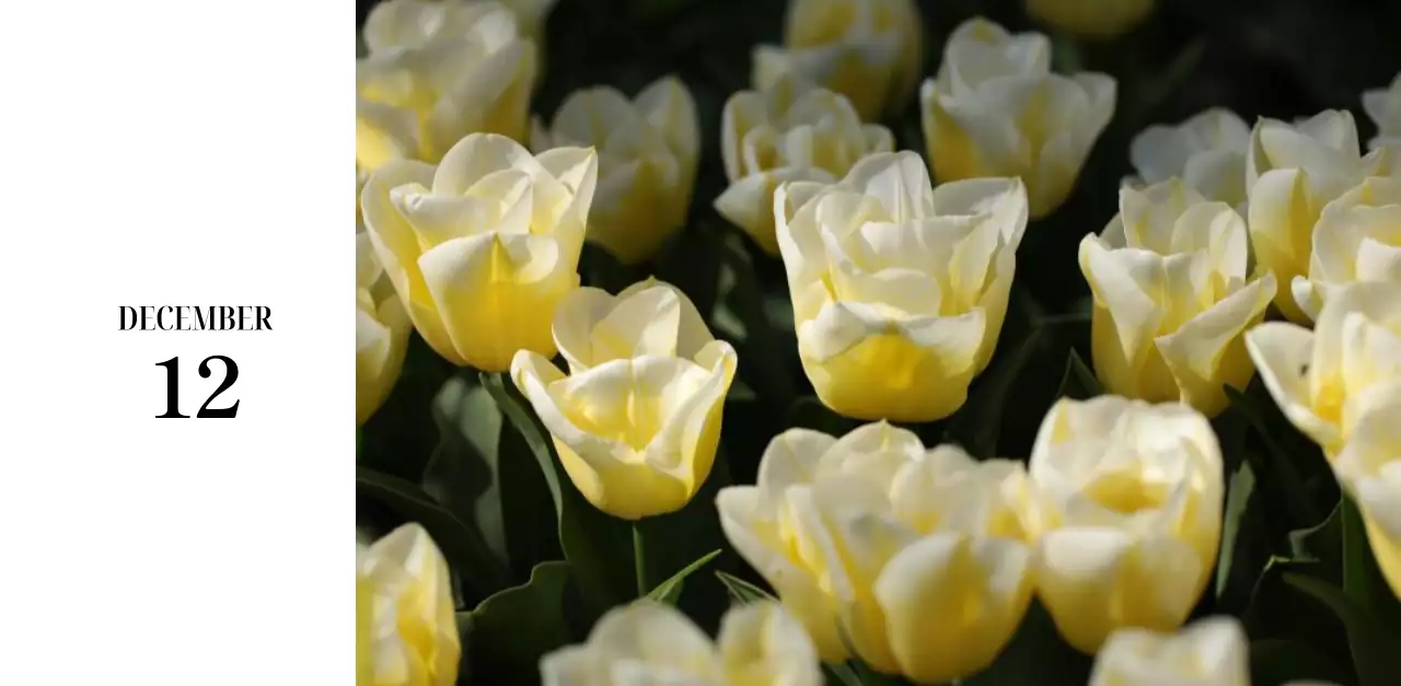 黒と白のシンプルな花写真2025年版カレンダー