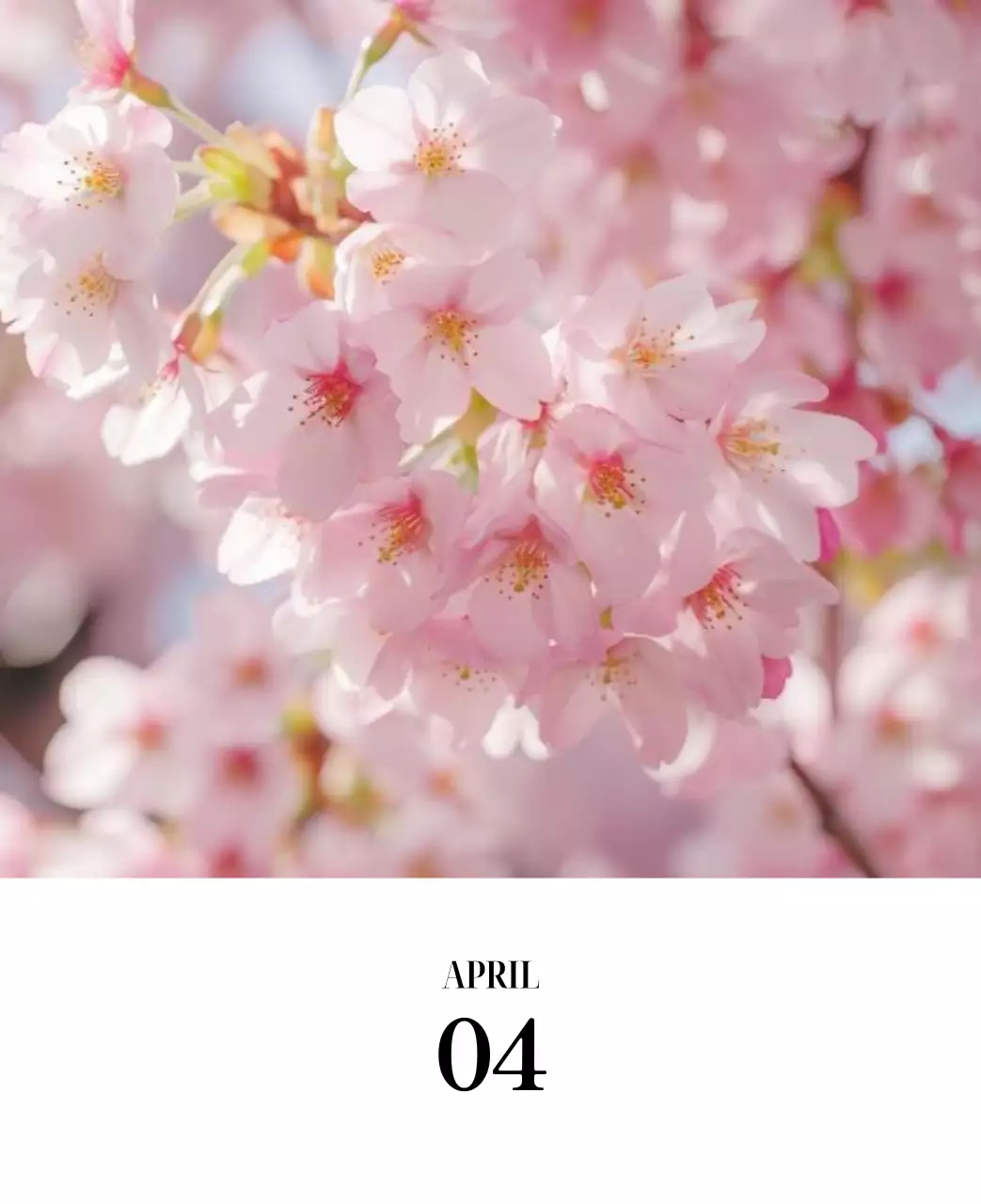 黒と白のシンプルな花写真カレンダー