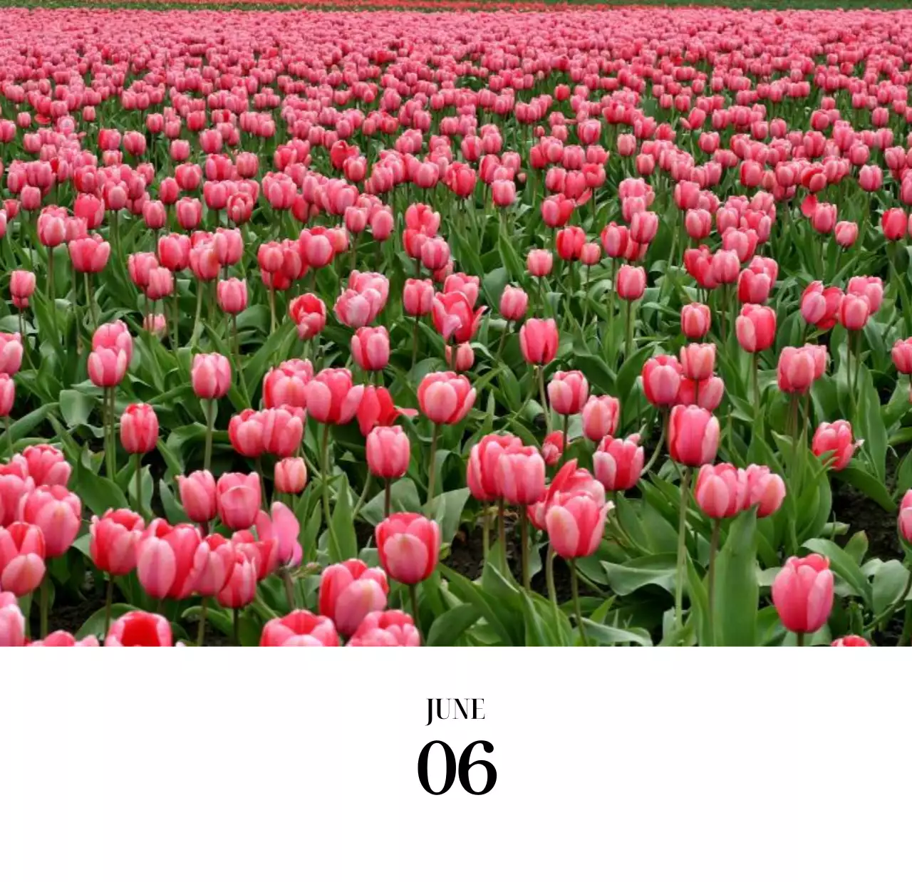 黒と白のシンプルな花写真2025年版カレンダー