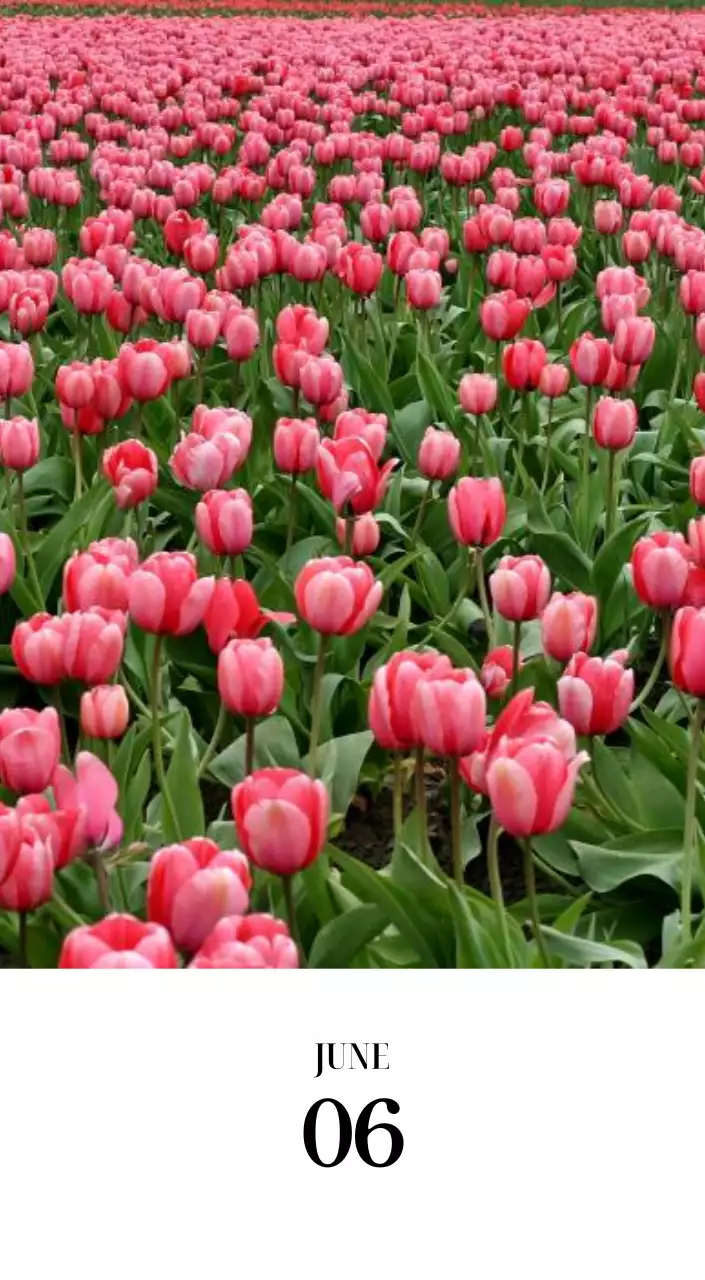 黒と白のシンプルな花写真2025年版カレンダー