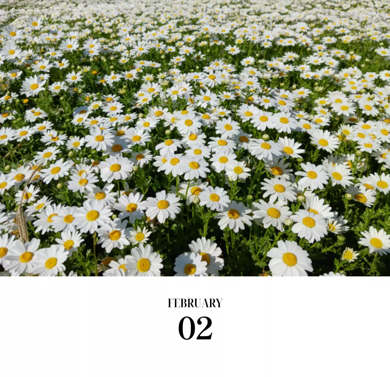 黒と白のシンプルな花写真2025年版カレンダー