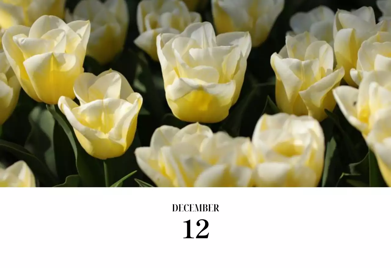 黒と白のシンプルな花写真カレンダー