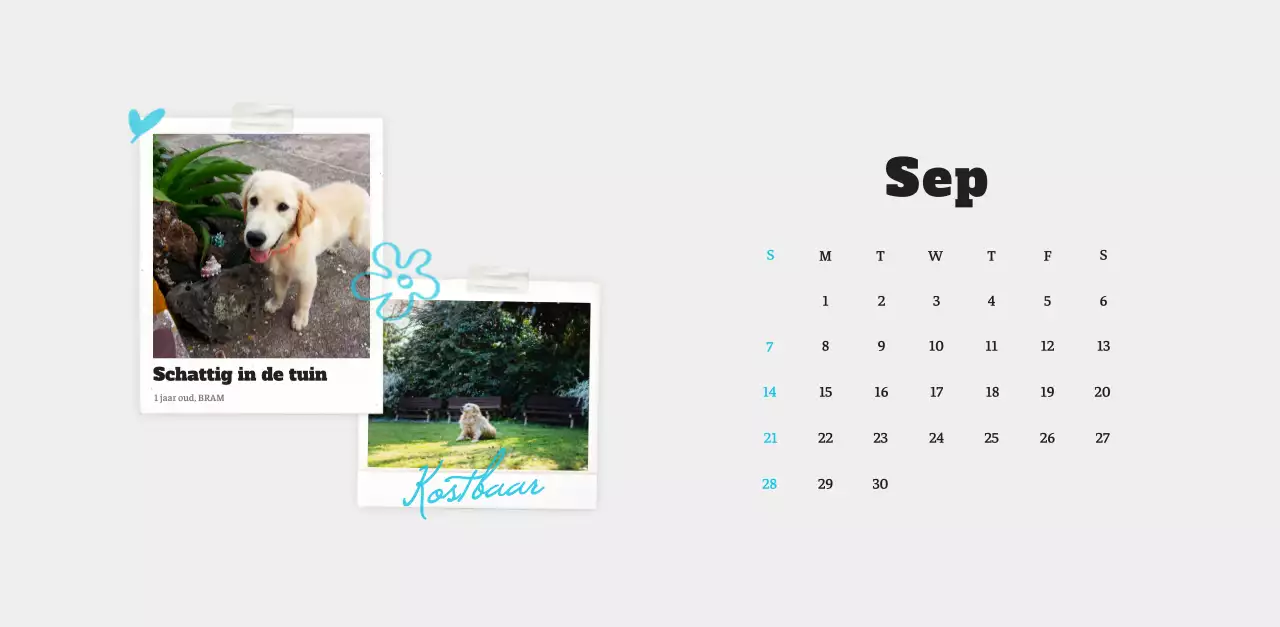 Witte Nette Ballet Dierenfotokalender
