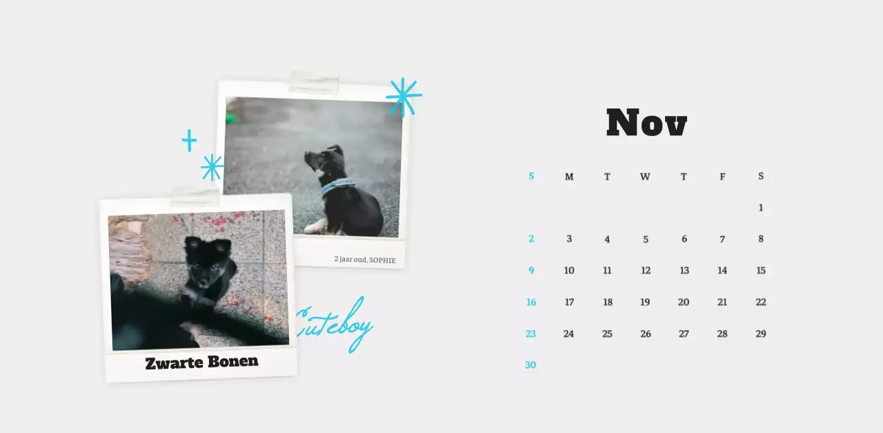 Witte Nette Ballet Dierenfotokalender