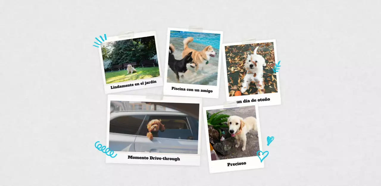 Ballet Blanco Neat Animal Foto Calendario