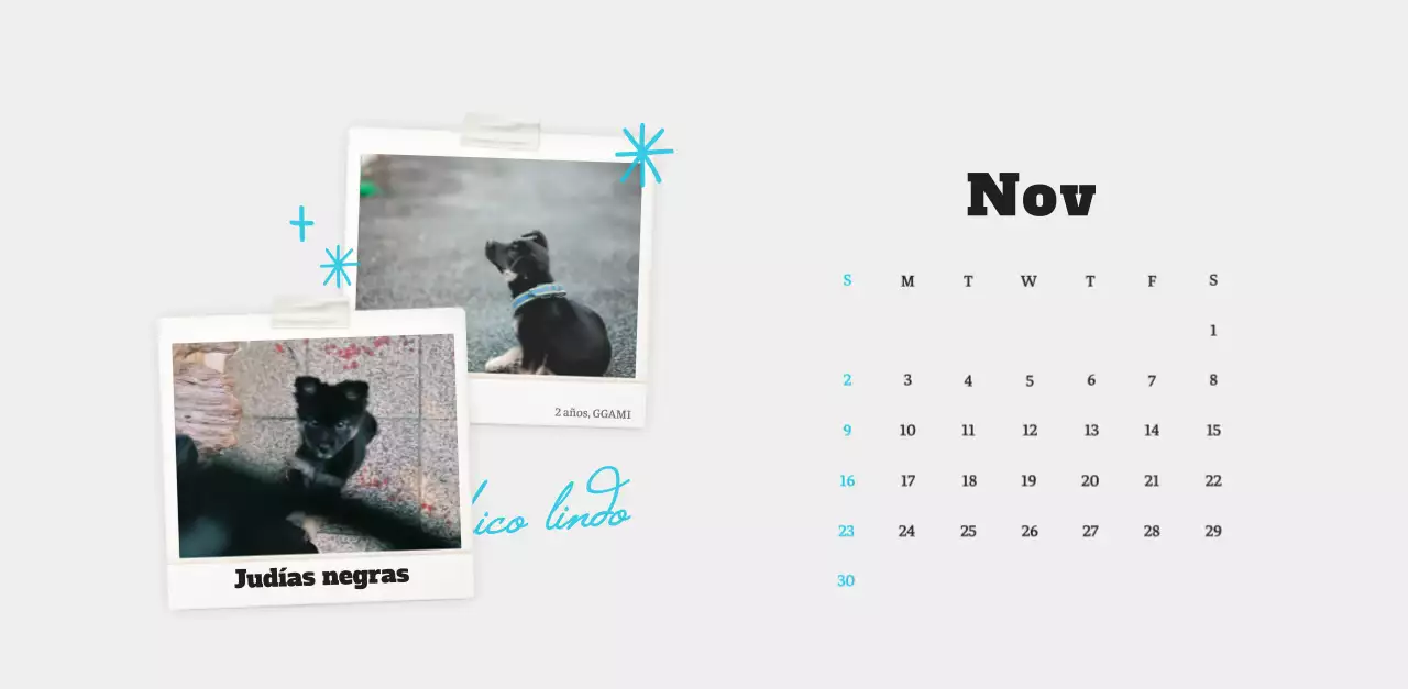 Ballet Blanco Neat Animal Foto Calendario