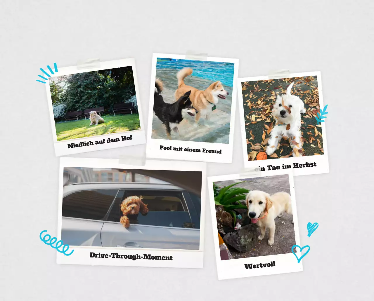 Weißer Neat Ballet-Tier-Fotokalender