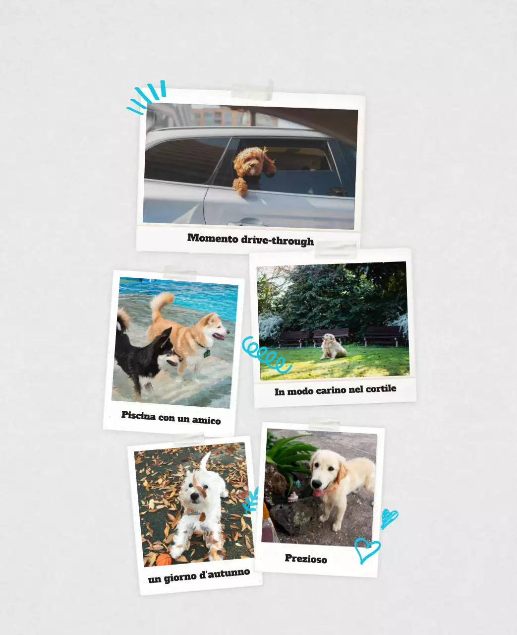 Calendario fotografico degli animali del balletto bianco e ordinato