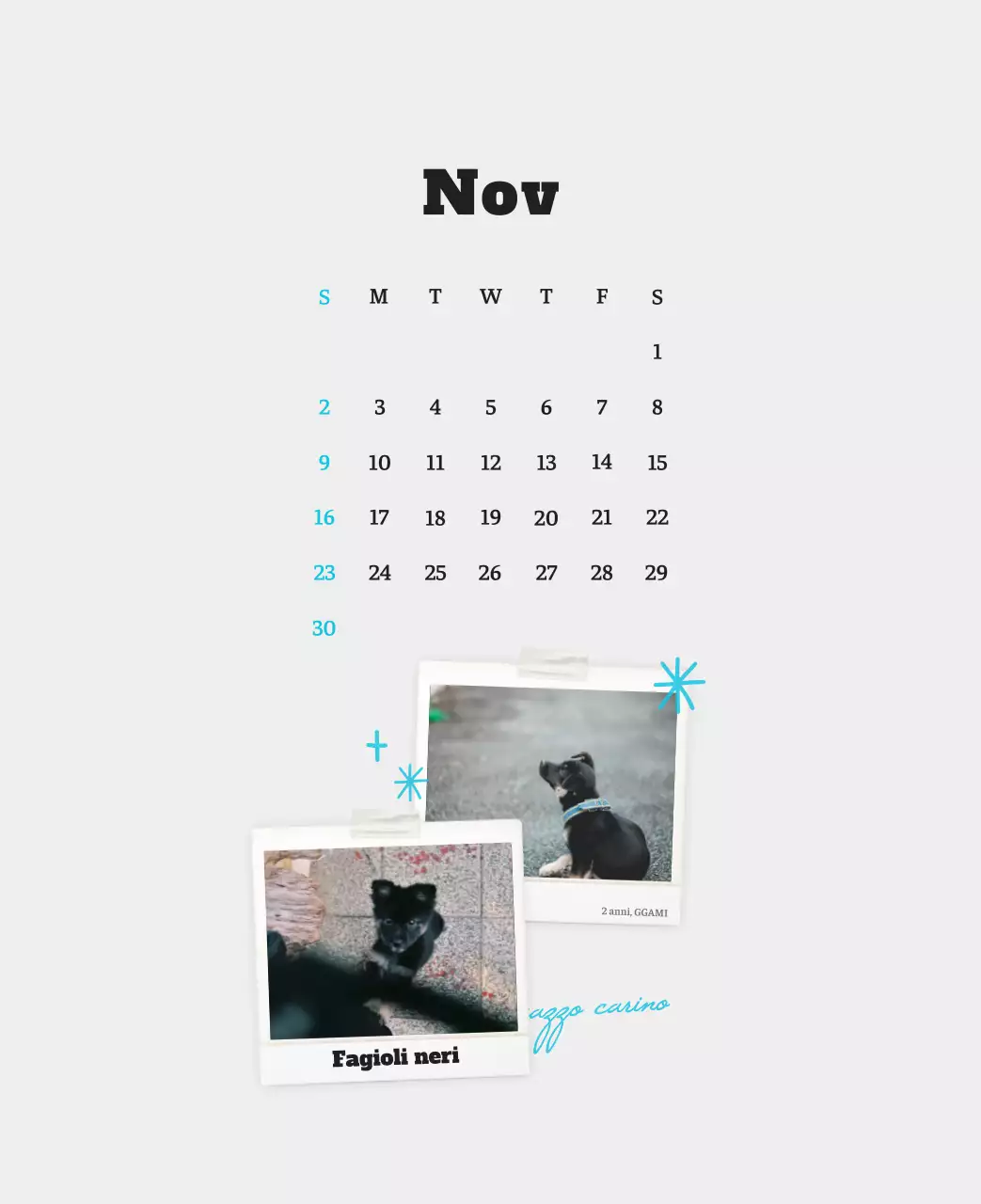 Calendario fotografico degli animali del balletto bianco e ordinato