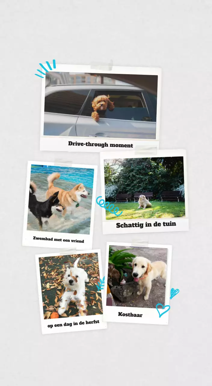 Witte Nette Ballet Dierenfotokalender