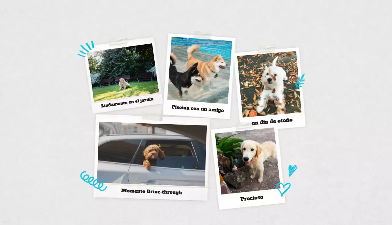 Ballet Blanco Neat Animal Foto Calendario