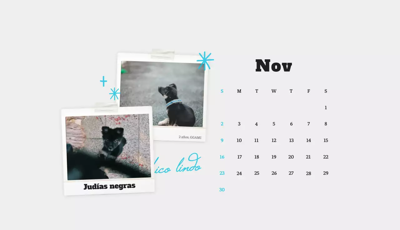 Ballet Blanco Neat Animal Foto Calendario