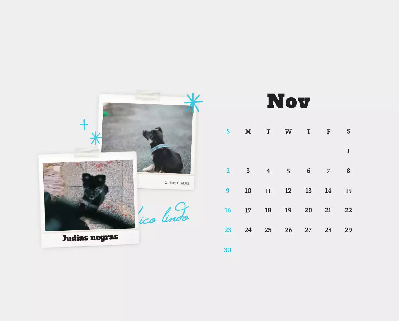 Ballet Blanco Neat Animal Foto Calendario