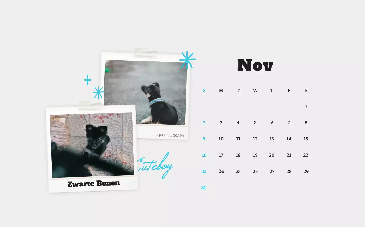 Witte Nette Ballet Dierenfotokalender