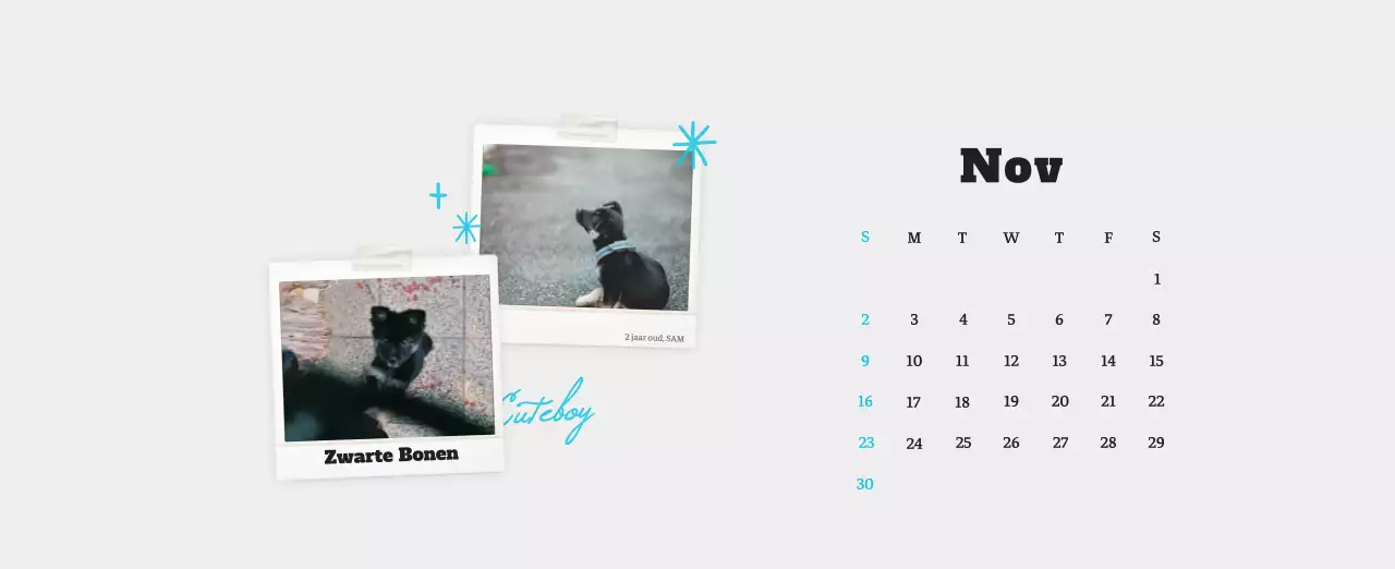 Witte Nette Ballet Dierenfotokalender