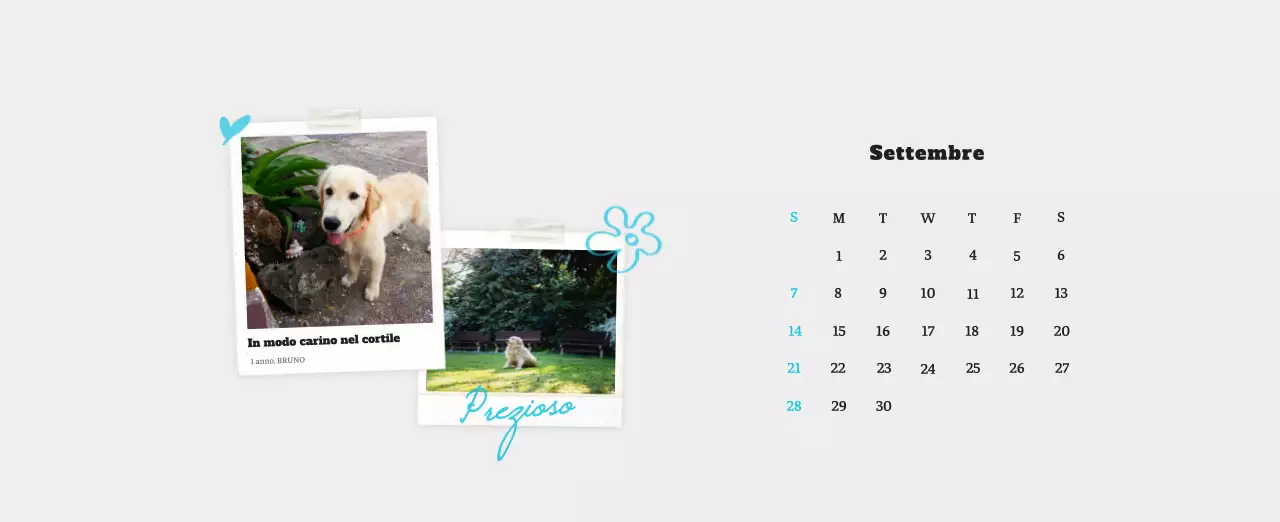 Calendario fotografico degli animali del balletto bianco e ordinato