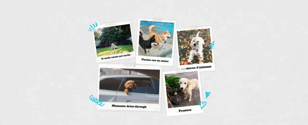 Calendario fotografico degli animali del balletto bianco e ordinato