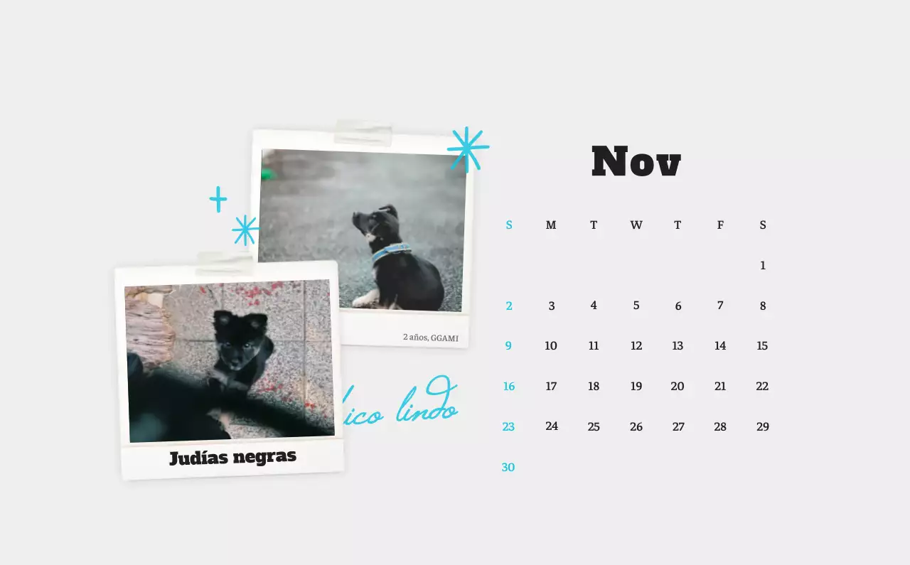Ballet Blanco Neat Animal Foto Calendario