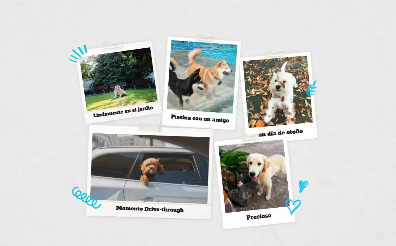 Ballet Blanco Neat Animal Foto Calendario