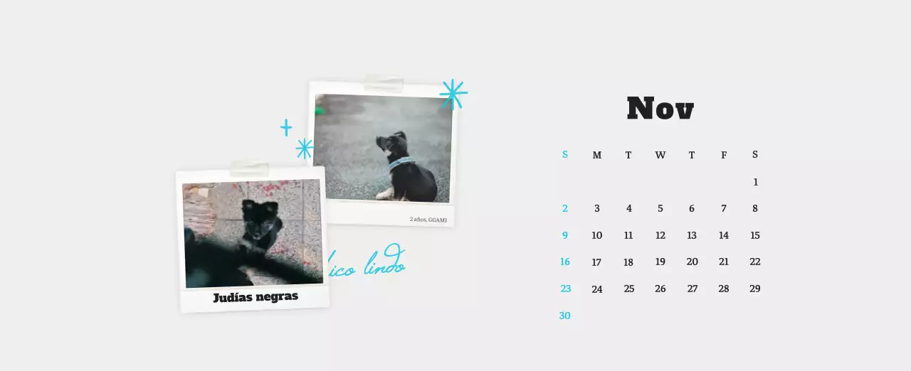 Ballet Blanco Neat Animal Foto Calendario