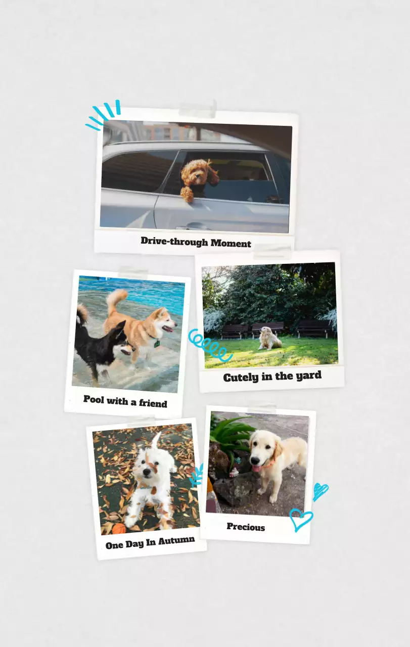 Kalender Foto Binatang Balet Putih Rapi