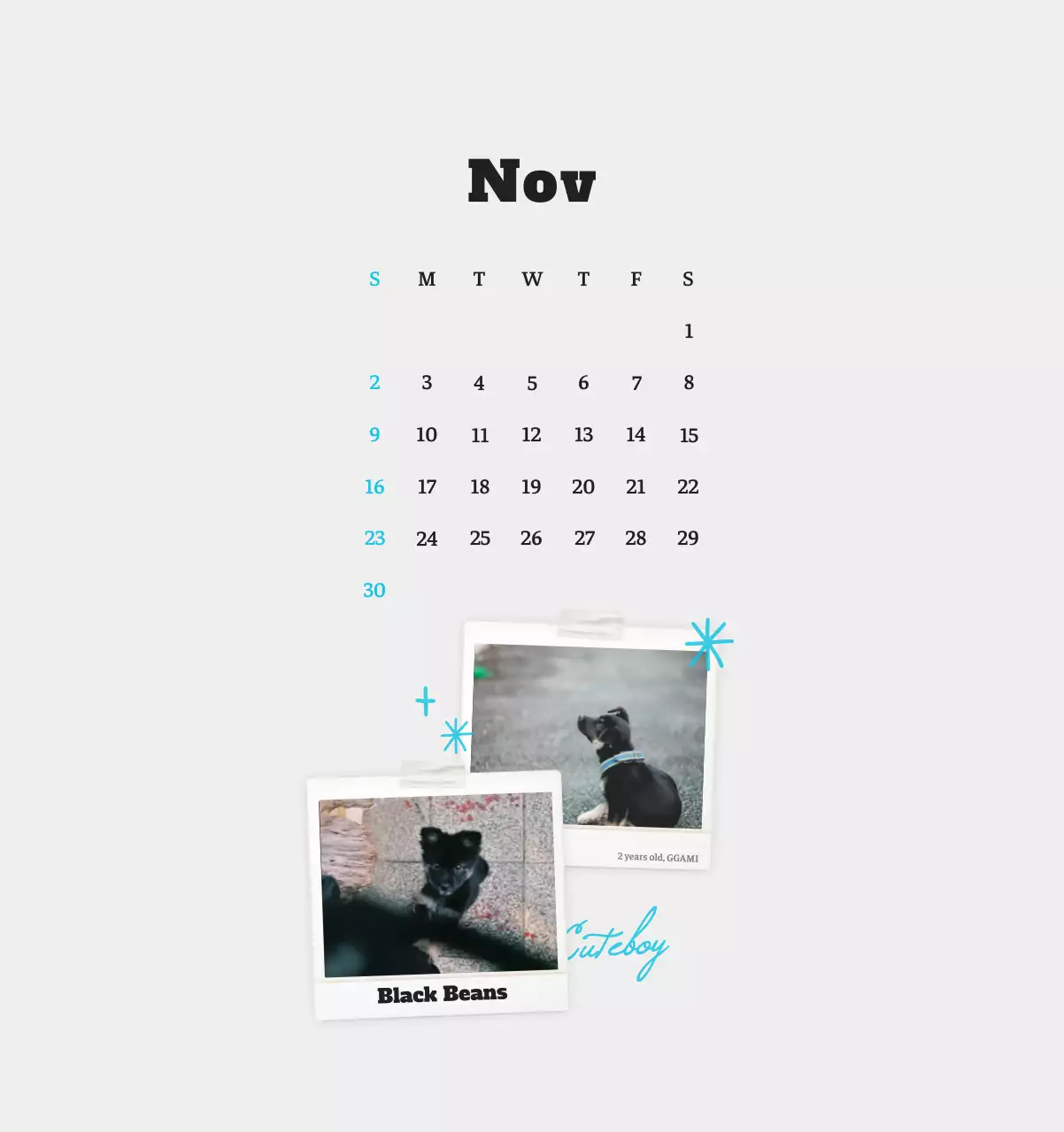 Kalender Foto Binatang Balet Putih Rapi
