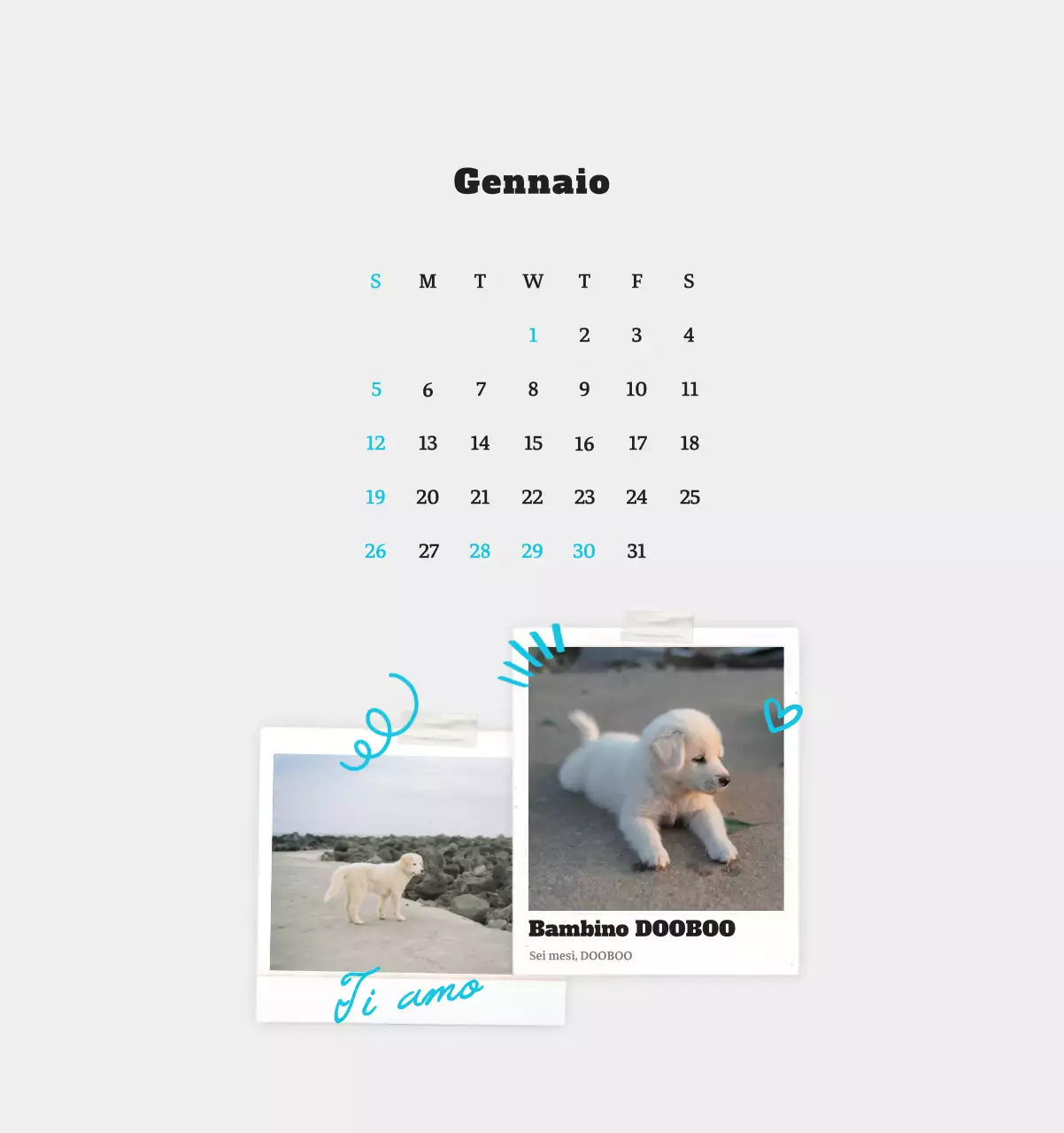 Calendario fotografico degli animali del balletto bianco e ordinato