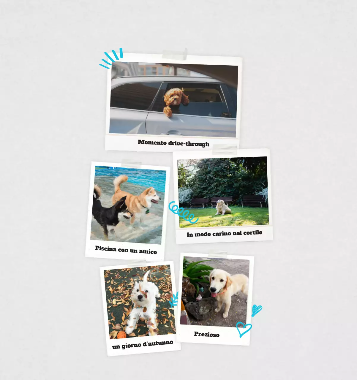 Calendario fotografico degli animali del balletto bianco e ordinato