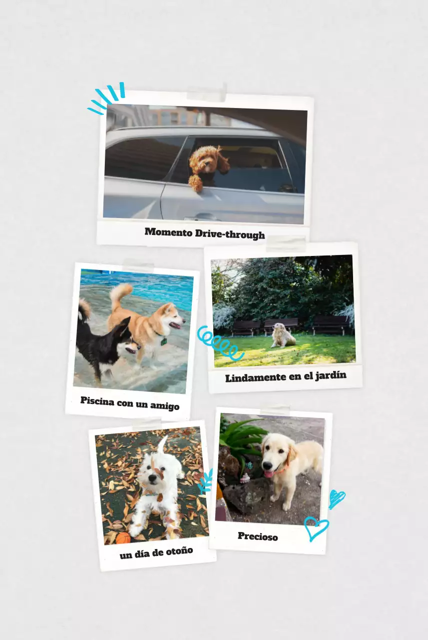 Ballet Blanco Neat Animal Foto Calendario