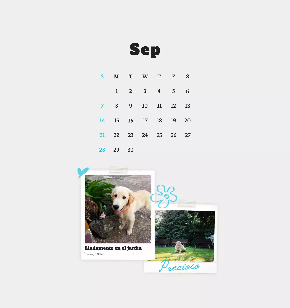 Ballet Blanco Neat Animal Foto Calendario