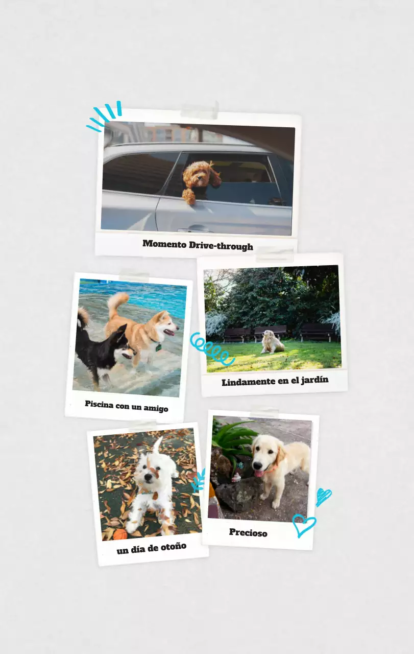 Ballet Blanco Neat Animal Foto Calendario