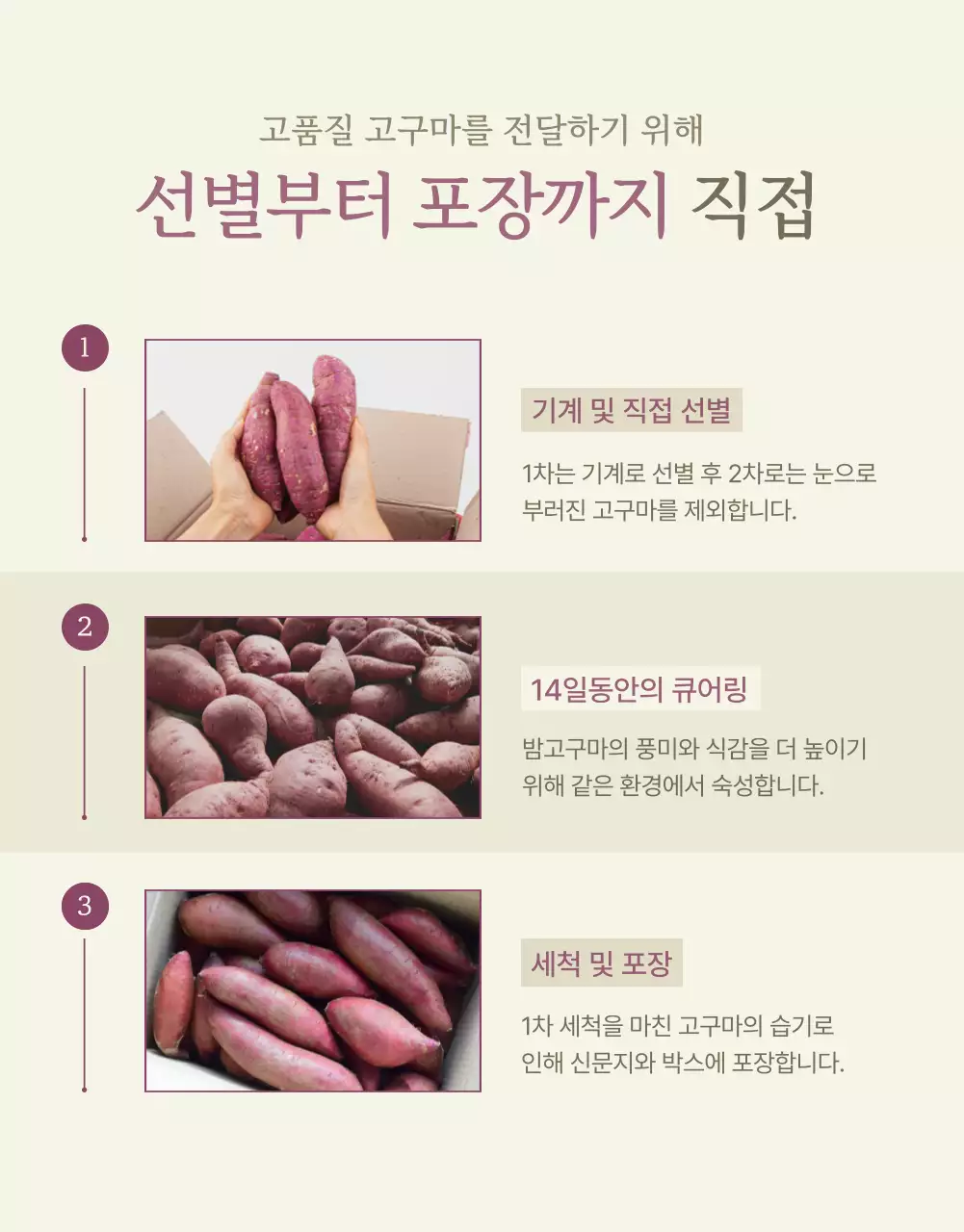 아이보리 카키 깔끔한 밤고구마 농산물 홍보물