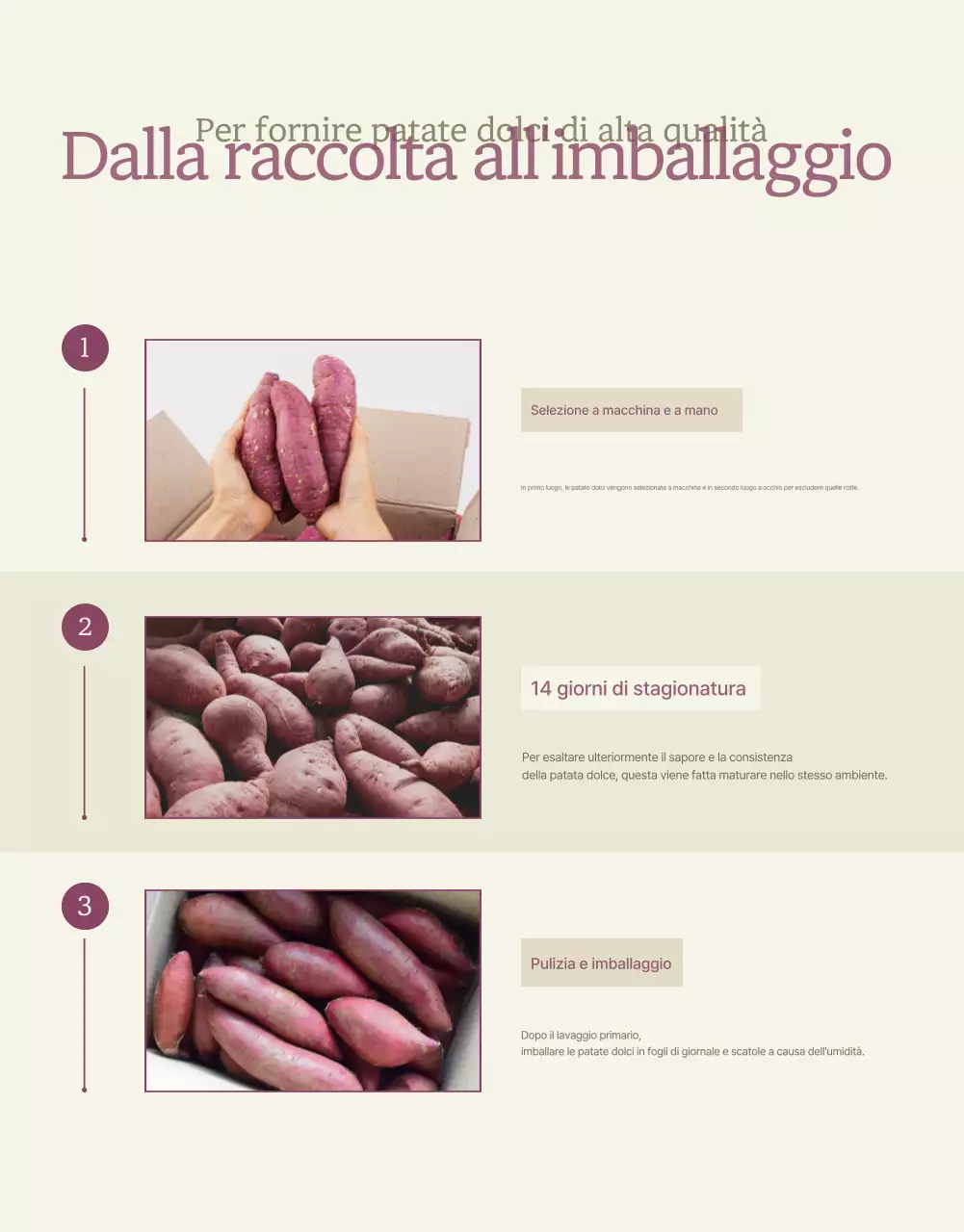 Avorio Cachi Neat Patate dolci Promozioni