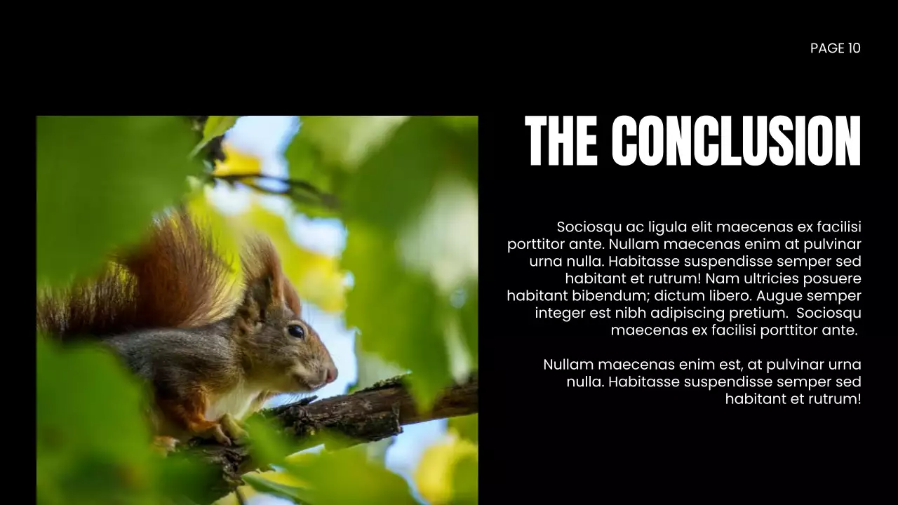 Apresentação da Vida Selvagem Moderna Negra