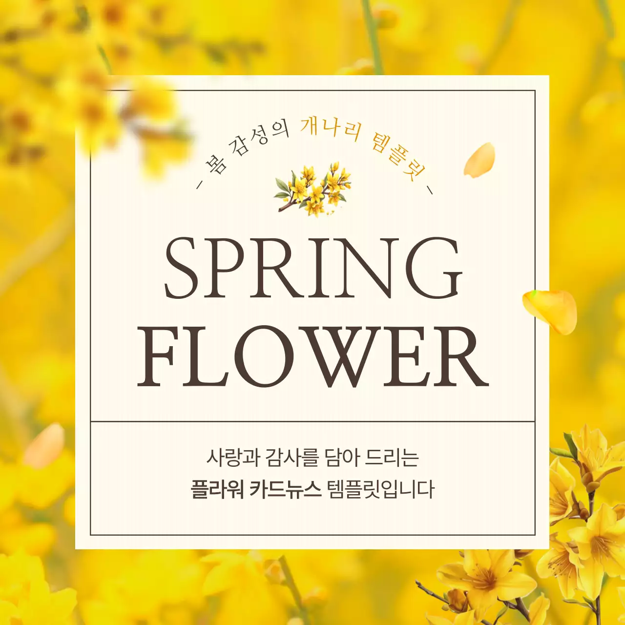 노랑의 심플한 개나리 봄꽃 소개서