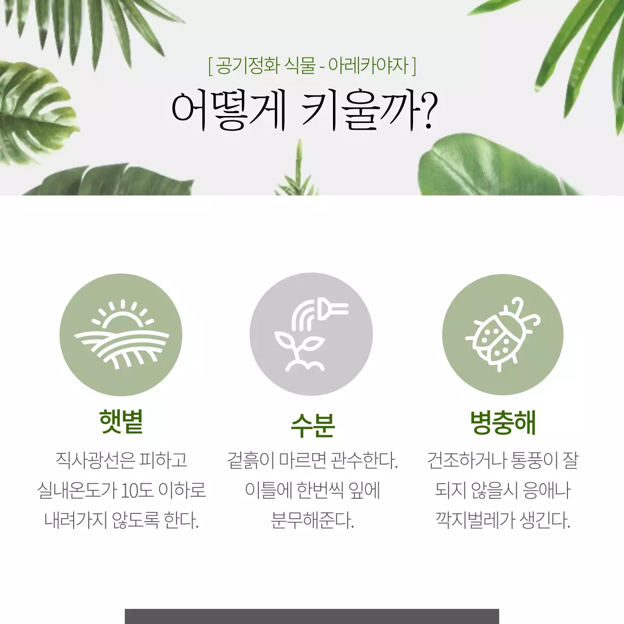 미세먼지 잡는 반려식물