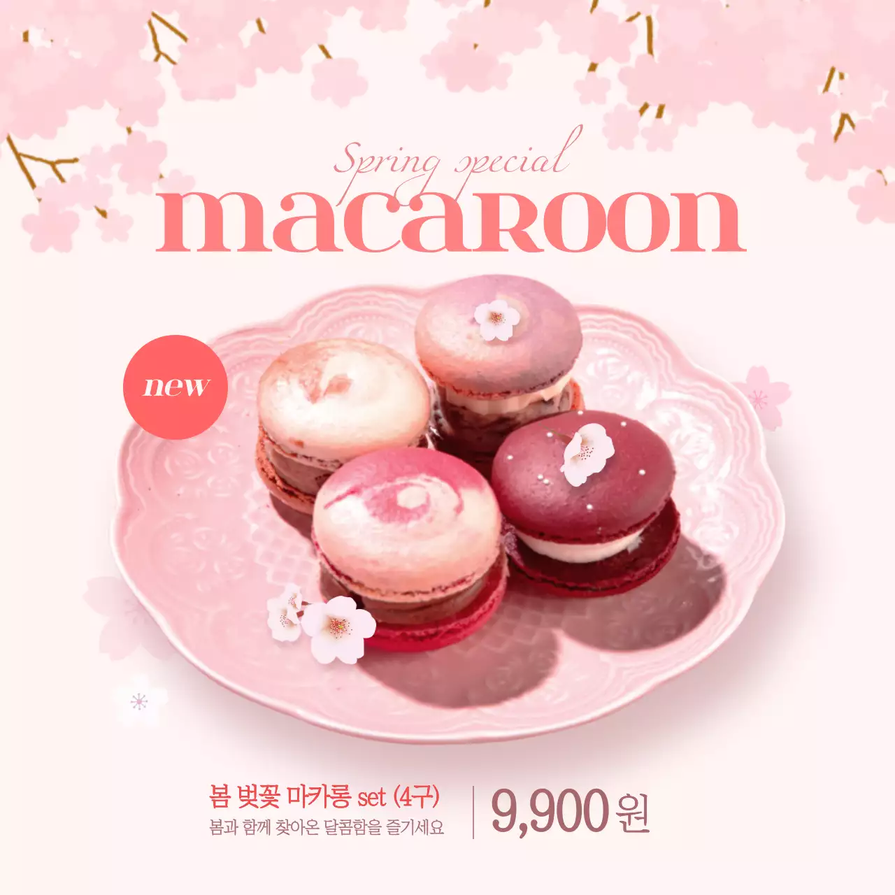 봄 벚꽃 마카롱