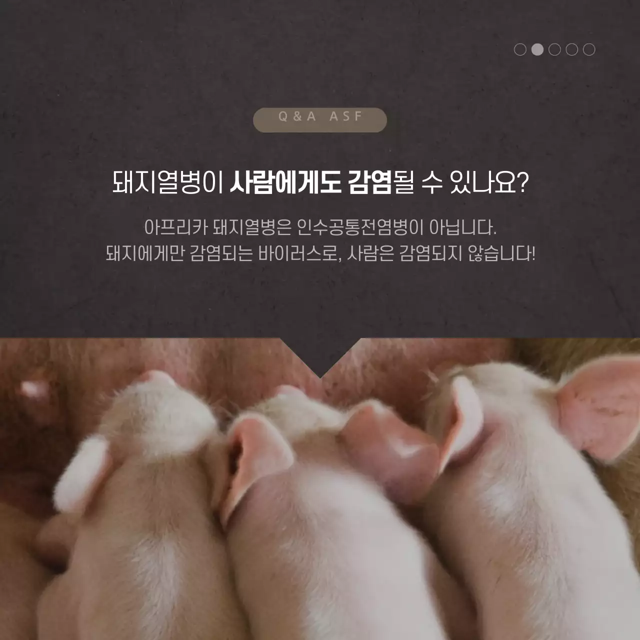 돼지열병 카드뉴스