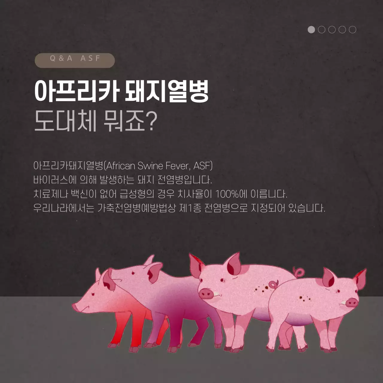 돼지열병 카드뉴스