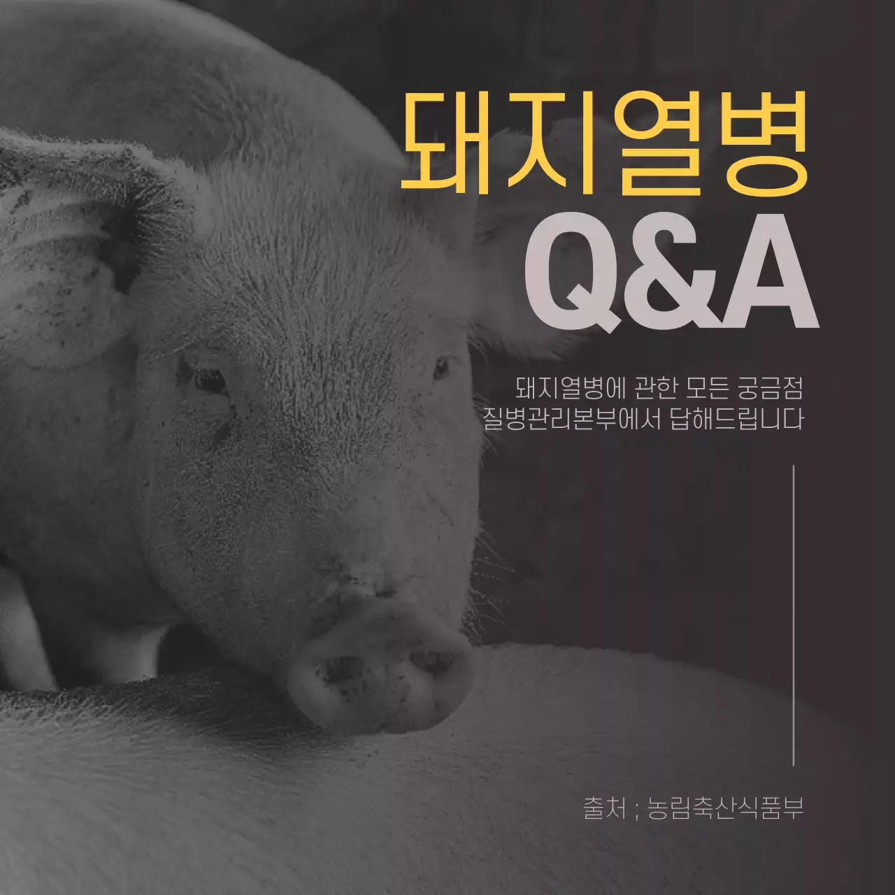 돼지열병 카드뉴스