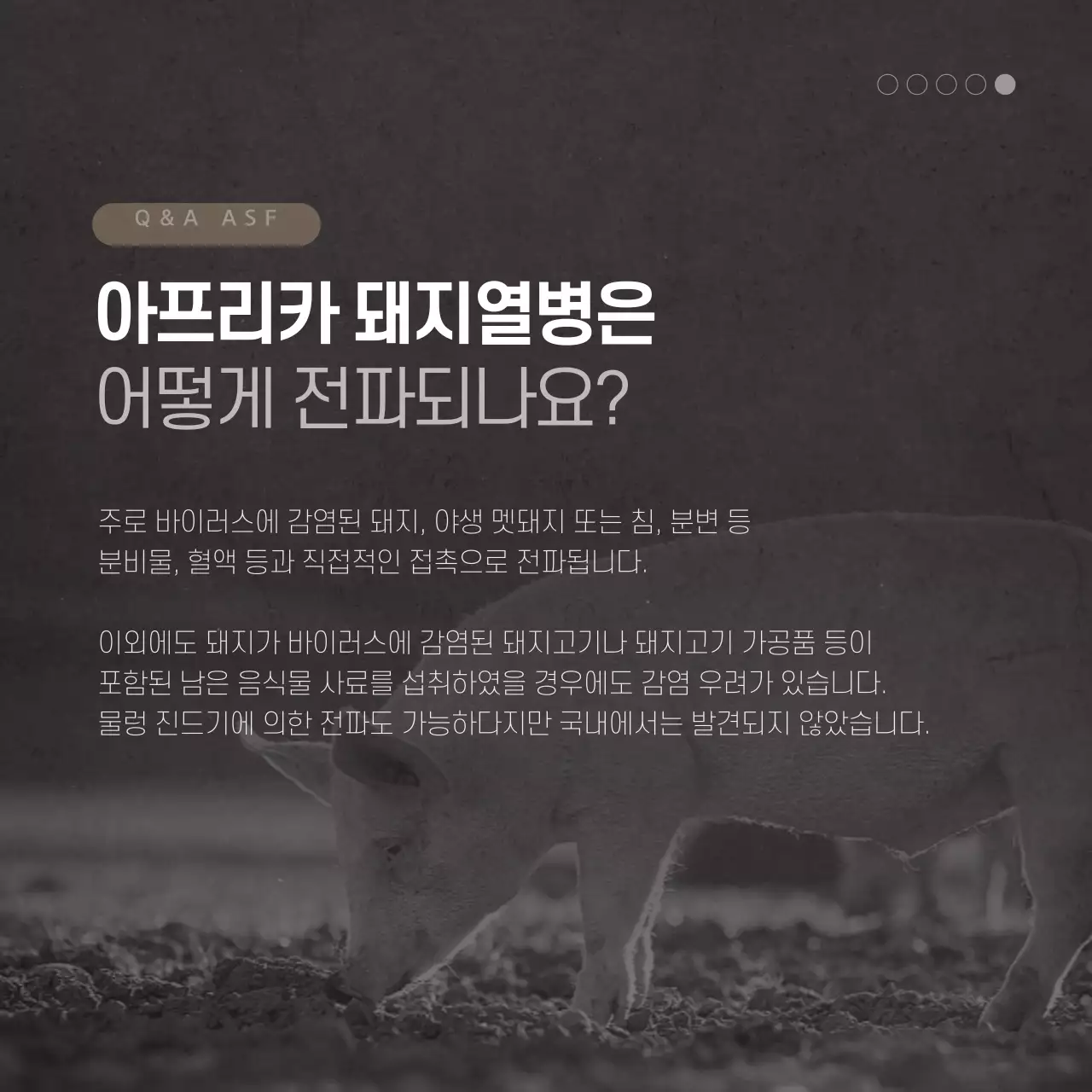 돼지열병 카드뉴스